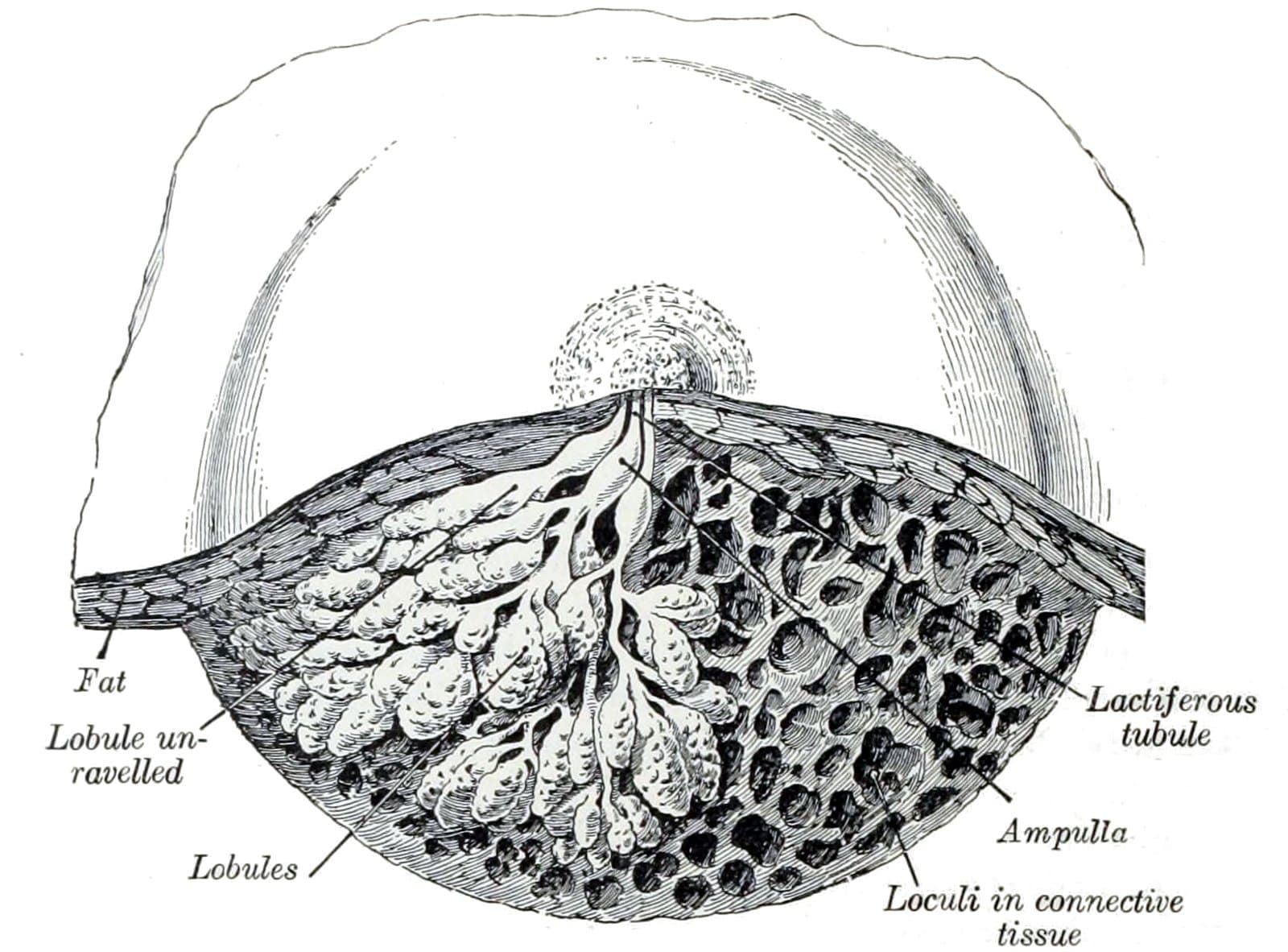 Historical anatomical plate showing the structure of the female breast