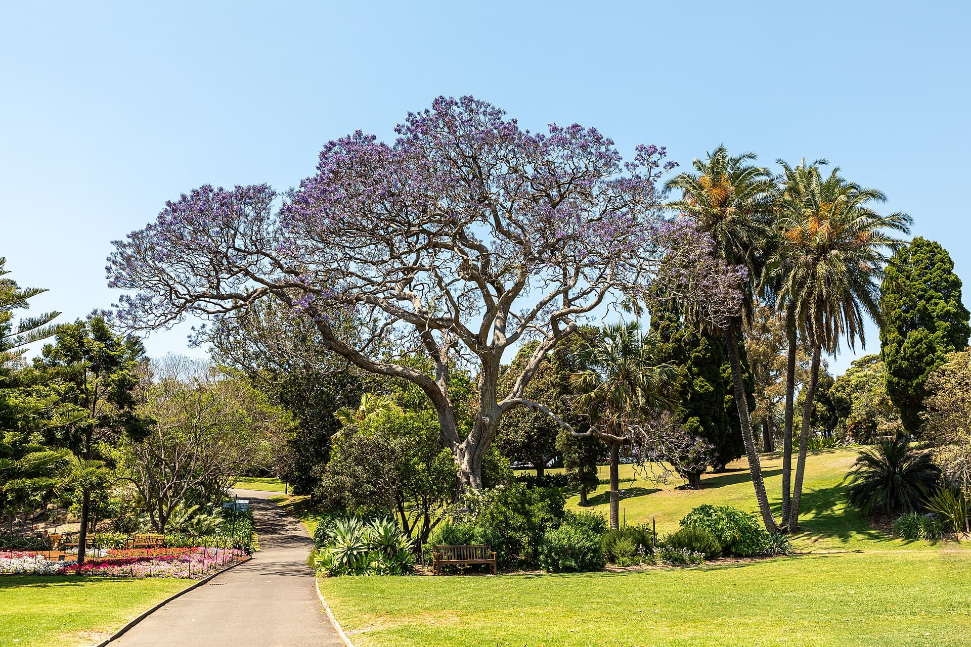 Palm-lined path in the Royal Botanic Garden, Sydney