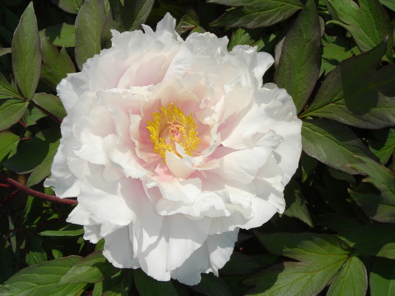A pale pink tree peony in full bloom